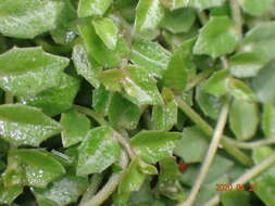 Image de Lobelia pedunculata R. Br.