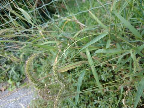 Image of <i>Setaria <i>verticillata</i></i> var. verticillata