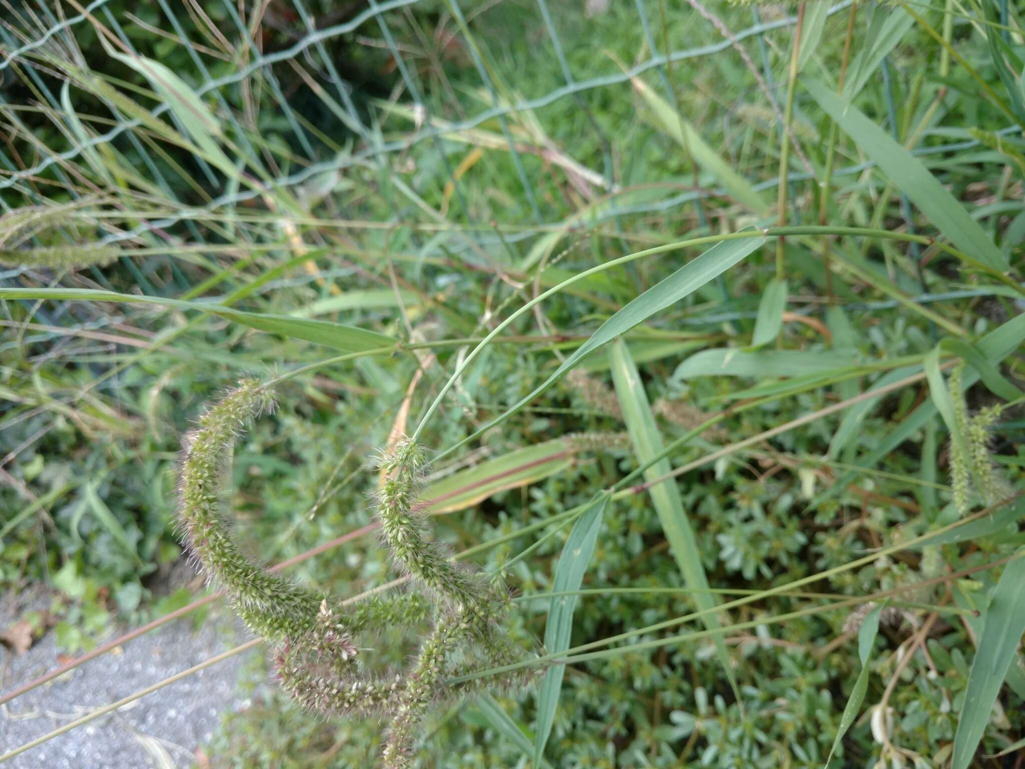 Image of <i>Setaria <i>verticillata</i></i> var. verticillata