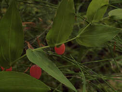 صورة Streptopus amplexifolius (L.) DC.