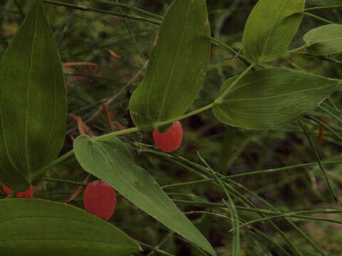 Imagem de Streptopus amplexifolius (L.) DC.