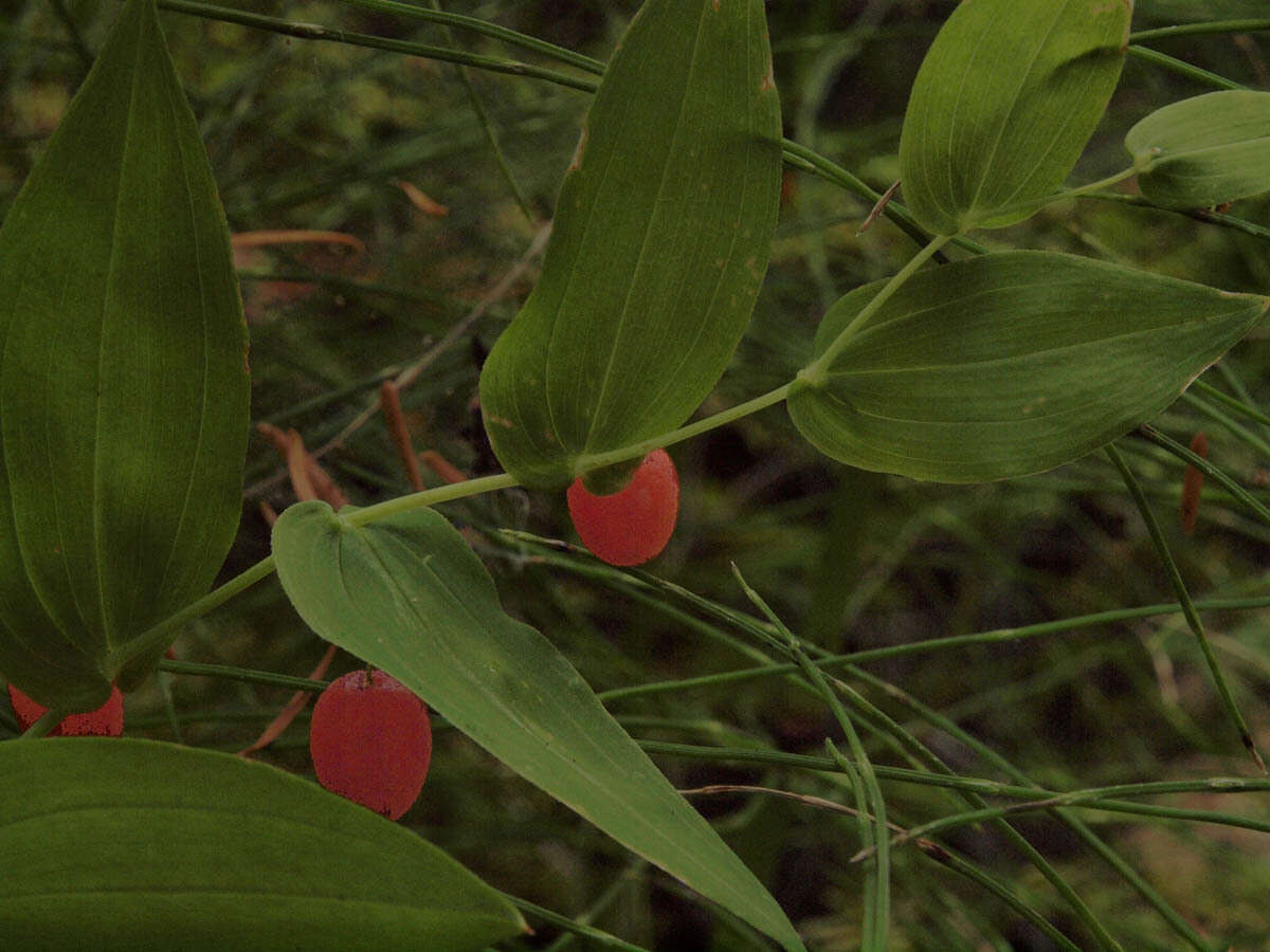 Streptopus amplexifolius (L.) DC.的圖片