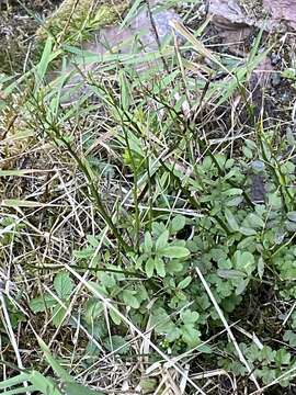 Image of Cardamine caldeirarum Guthnick