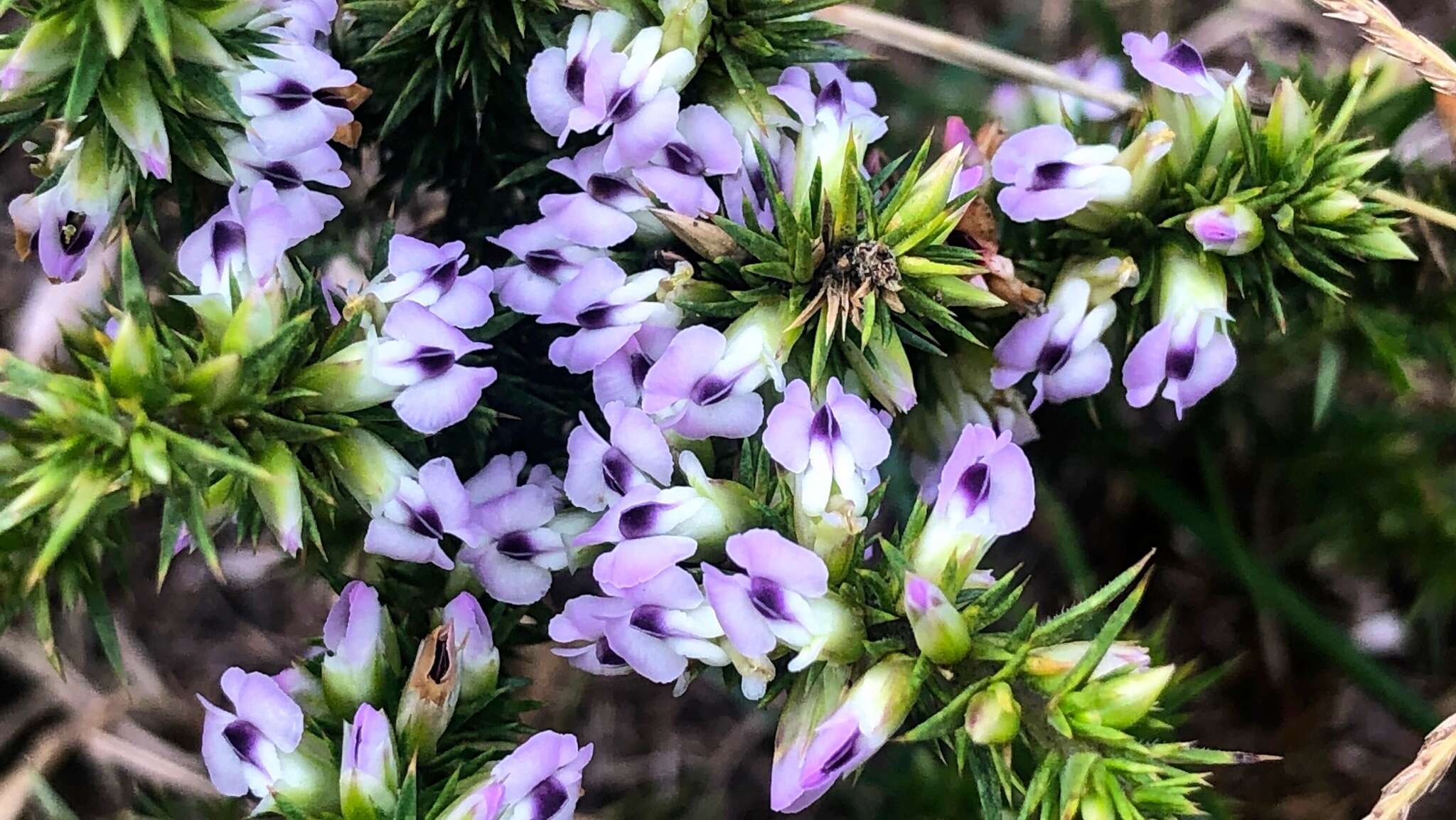 Image of Muraltia ononidifolia Eckl. & Zeyh.