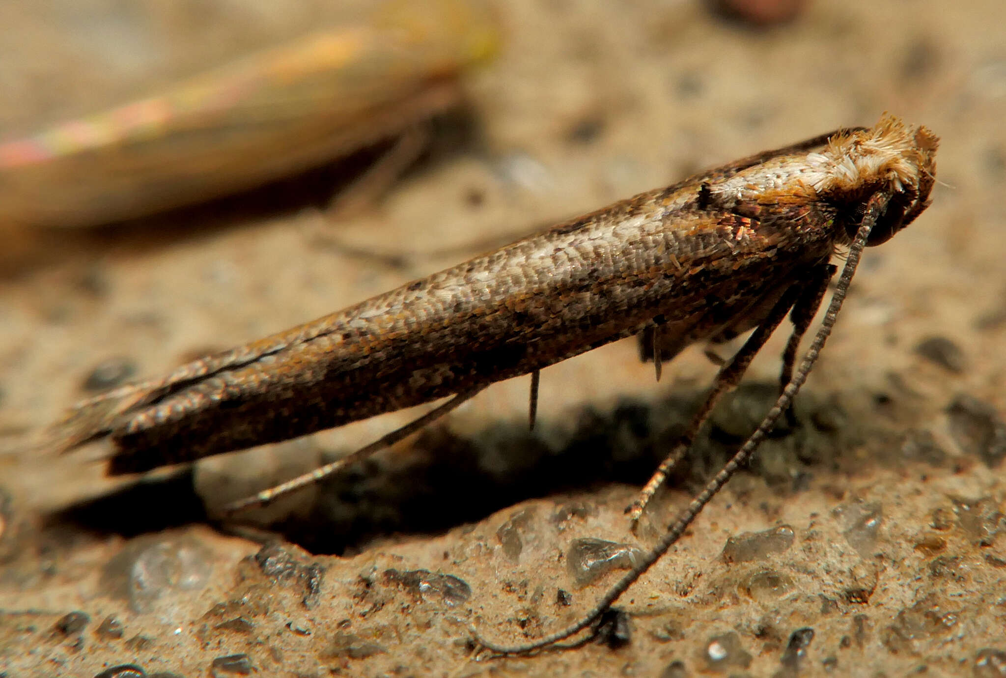 Image of Zelleria cynetica Meyrick 1892