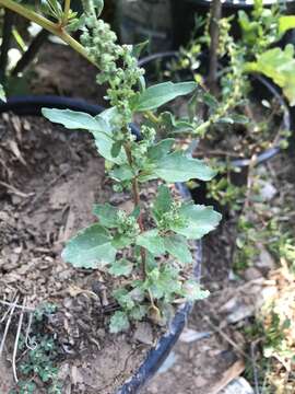 Plancia ëd Chenopodium berlandieri Moq.