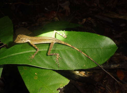 Image of Indonesia Earless Agama