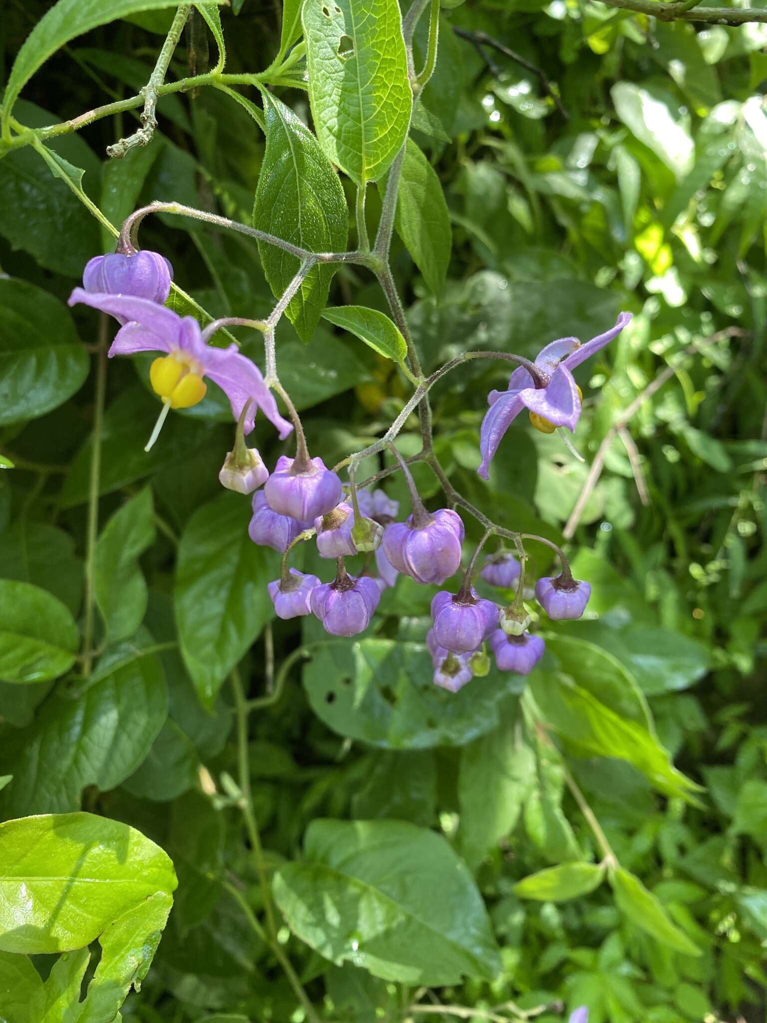 Image de Solanum dulcamaroides Dun.