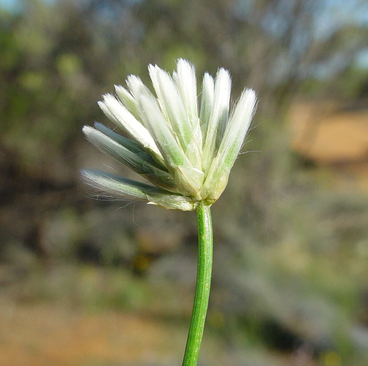 Image of Ptilotus benlii R. W. Davis & T. Hammer