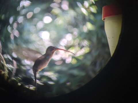 Image of Long-billed Hermit