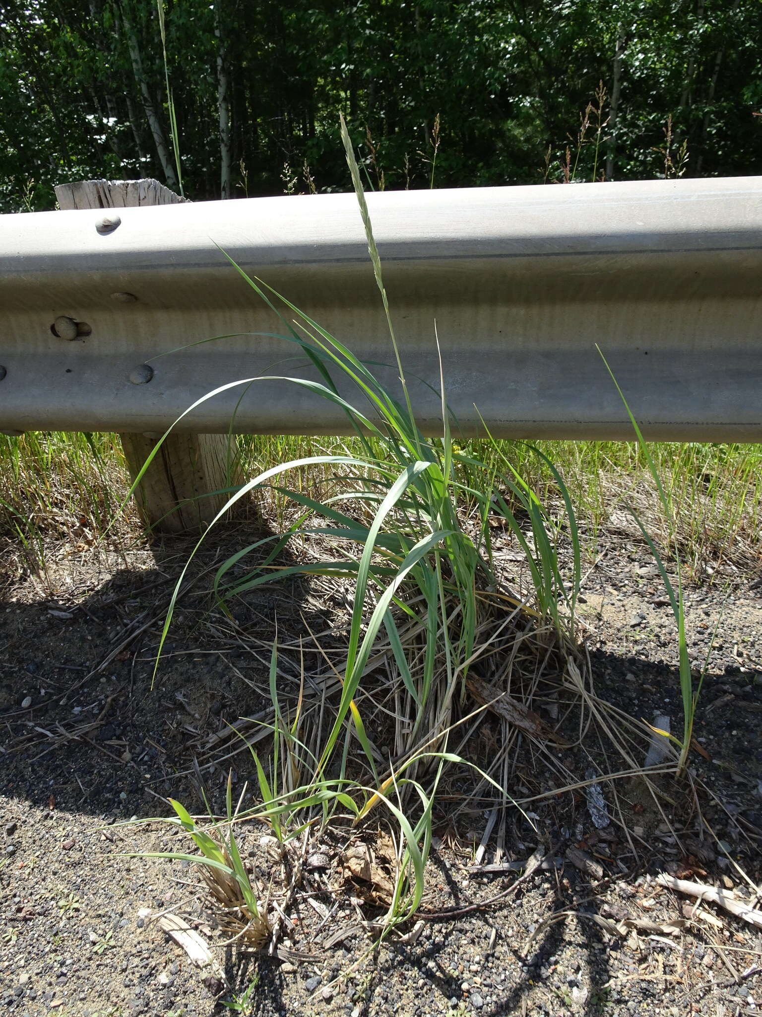 Image of American dunegrass