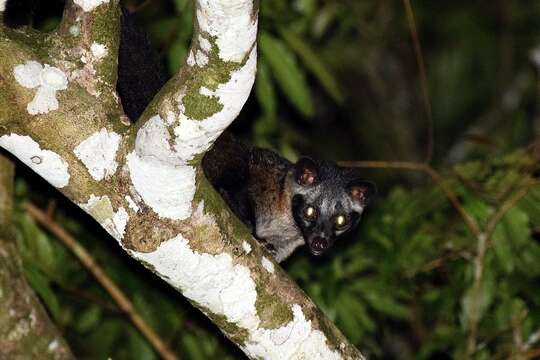 Image of Paradoxurus philippinensis