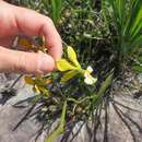 Image of Encyclia alboxanthina Fowlie