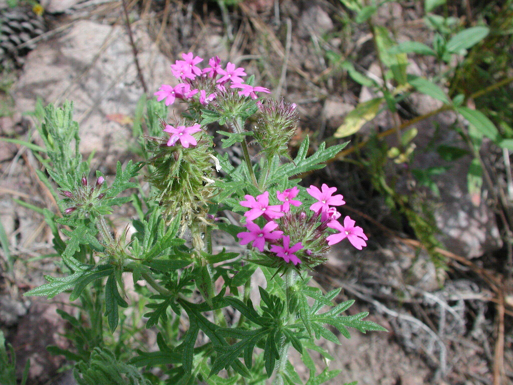 Image of Chiricahua Mountain mock vervain