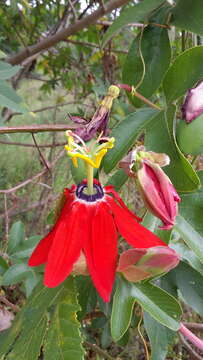 Image de Passiflora manicata (A. Juss.) Persoon