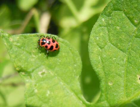 Image of Spotted Lady Beetle