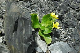 Image de Ranunculus godleyanus Hook. fil.