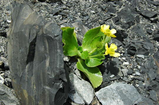 Image of Ranunculus godleyanus Hook. fil.