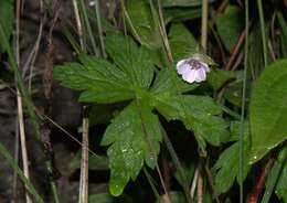 Image of Geranium nepalense Sweet