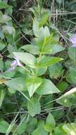 Image of Vinca difformis subsp. difformis