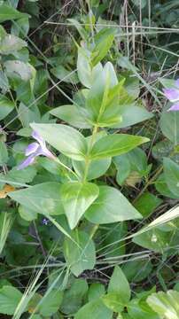 Image of Vinca difformis subsp. difformis