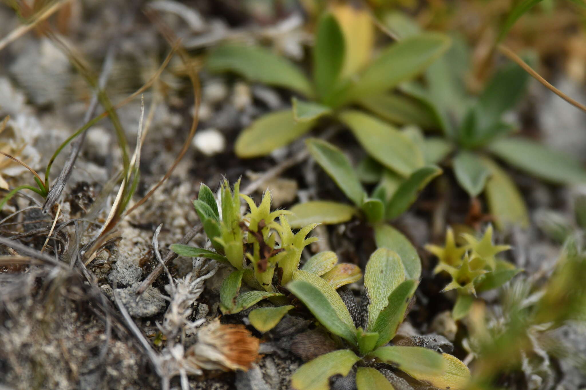 Image of Myosotis colensoi (Kirk) Macbr.