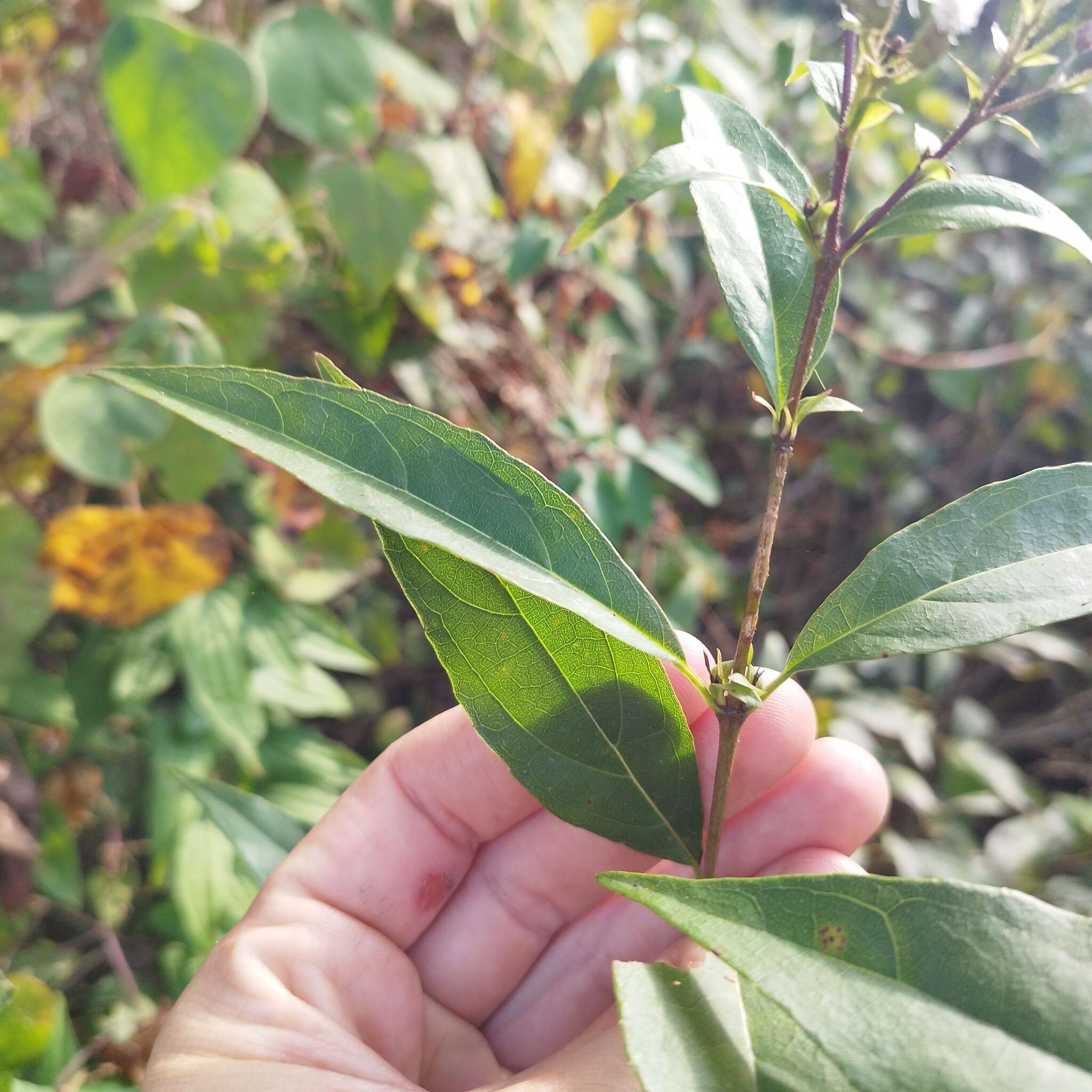 Plancia ëd Chromolaena quercetorum (L. O. Williams) R. King & H. Rob.