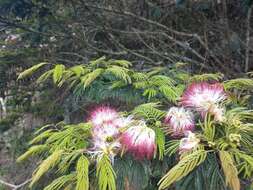 Image of Calliandra pittieri Standl.