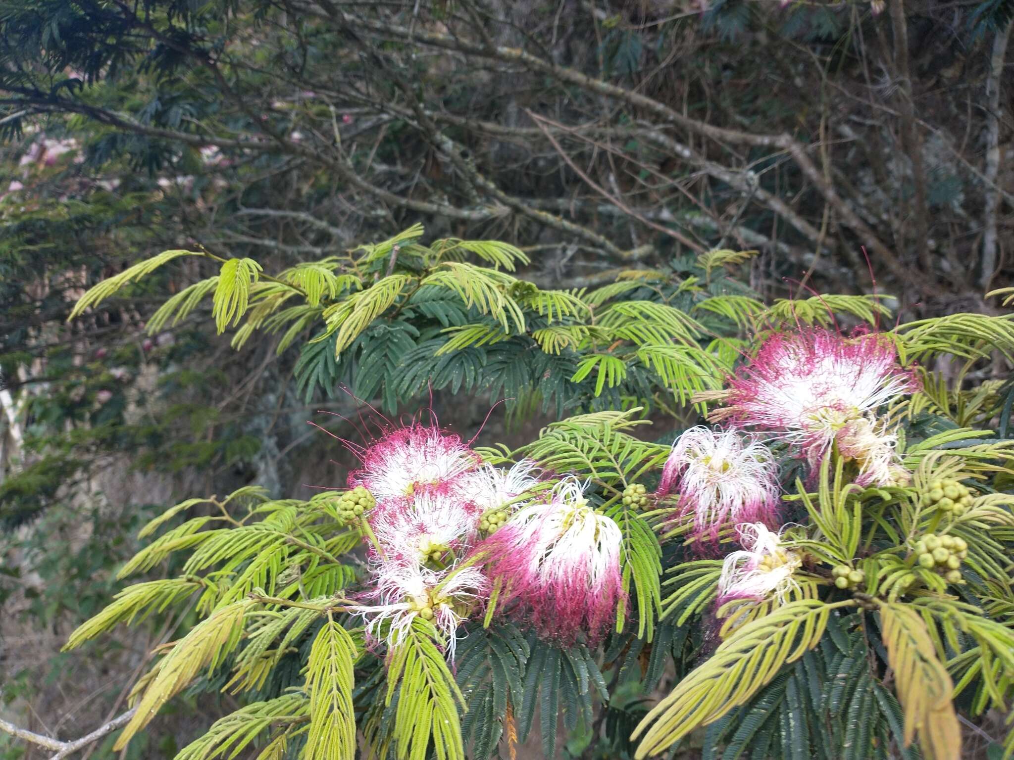 Imagem de Calliandra pittieri Standl.