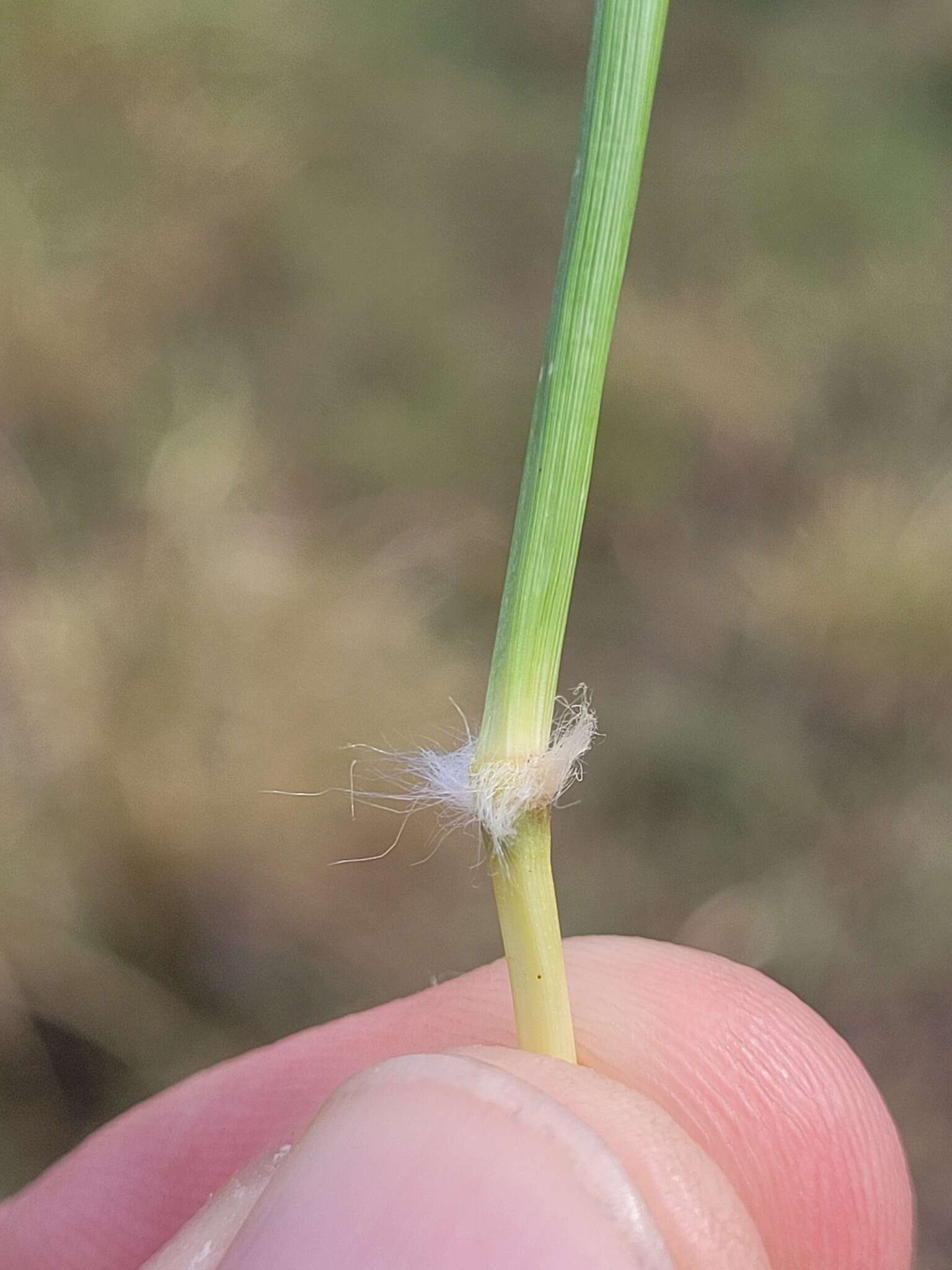 صورة Bothriochloa ewartiana (Domin) C. E. Hubb.