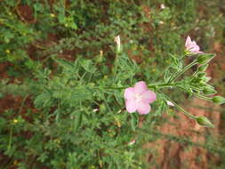 Image of Pavonia zeylanica (L.) Cav.