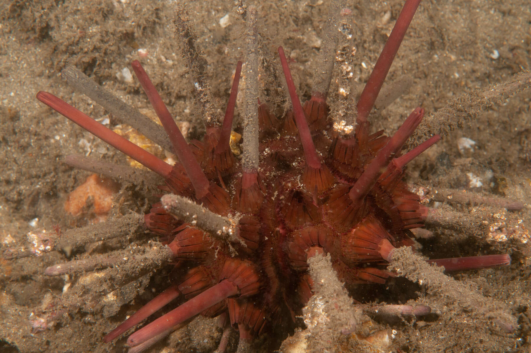 Image of Phyllacanthus parvispinus Tenison-Woods 1878