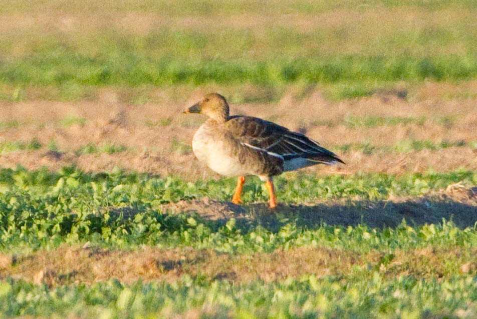 Image of Bean Goose