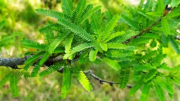 Слика од Prosopis affinis Spreng.