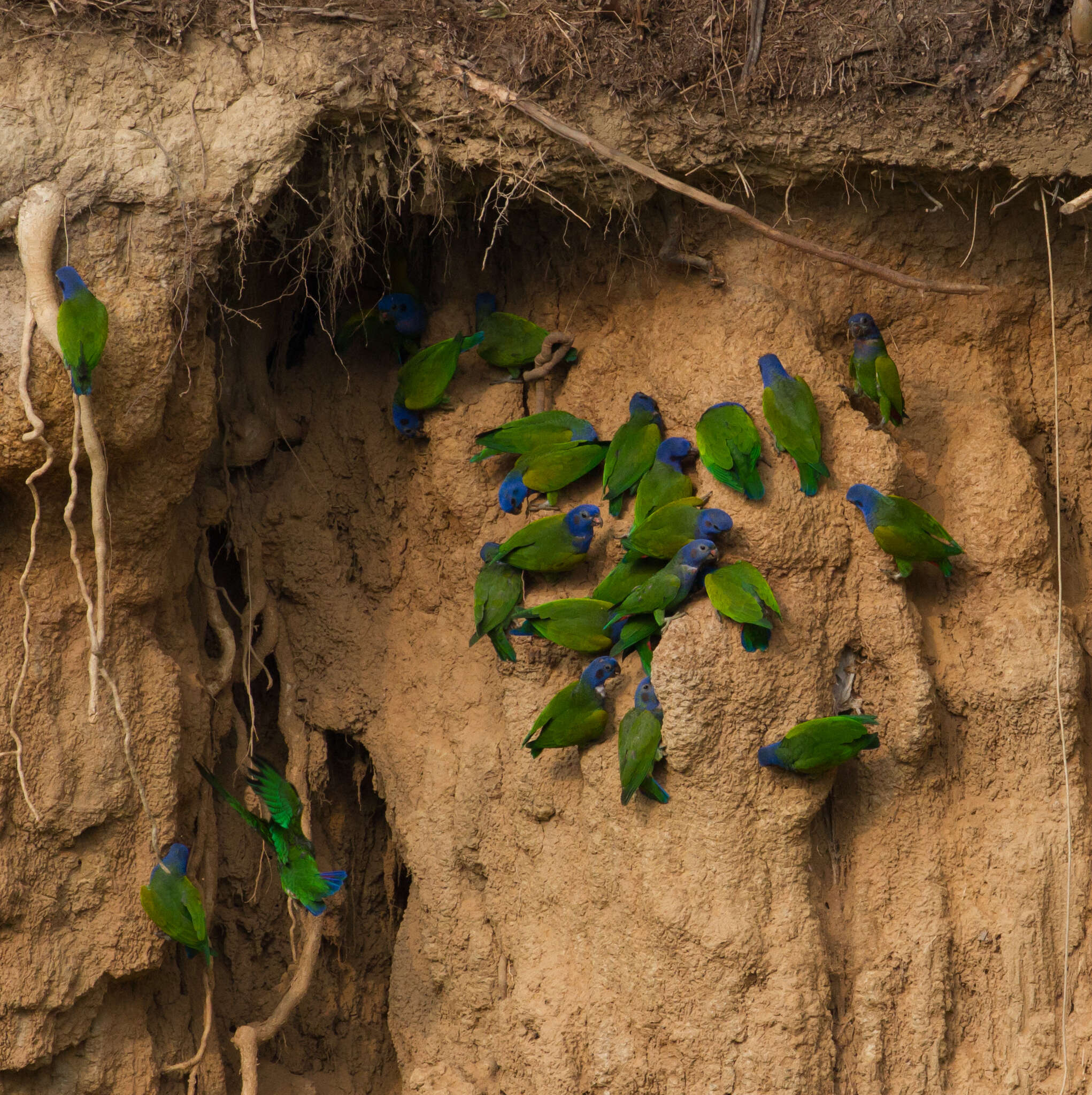 Image of Blue-headed Parrot