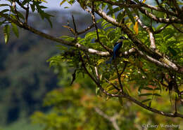 صورة Todiramphus recurvirostris Lafresnaye 1842