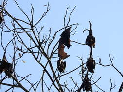 Image of Black Flying Fox