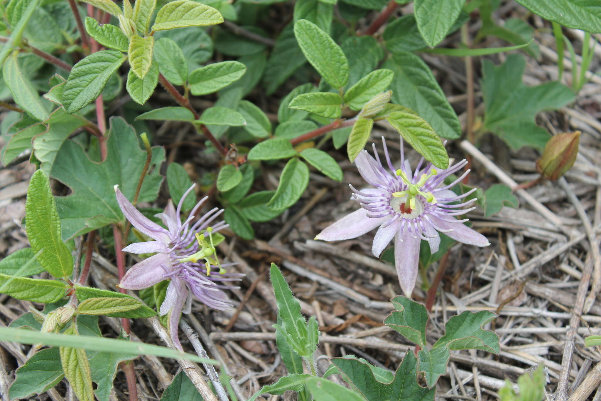 Passiflora karwinskii Mast.的圖片