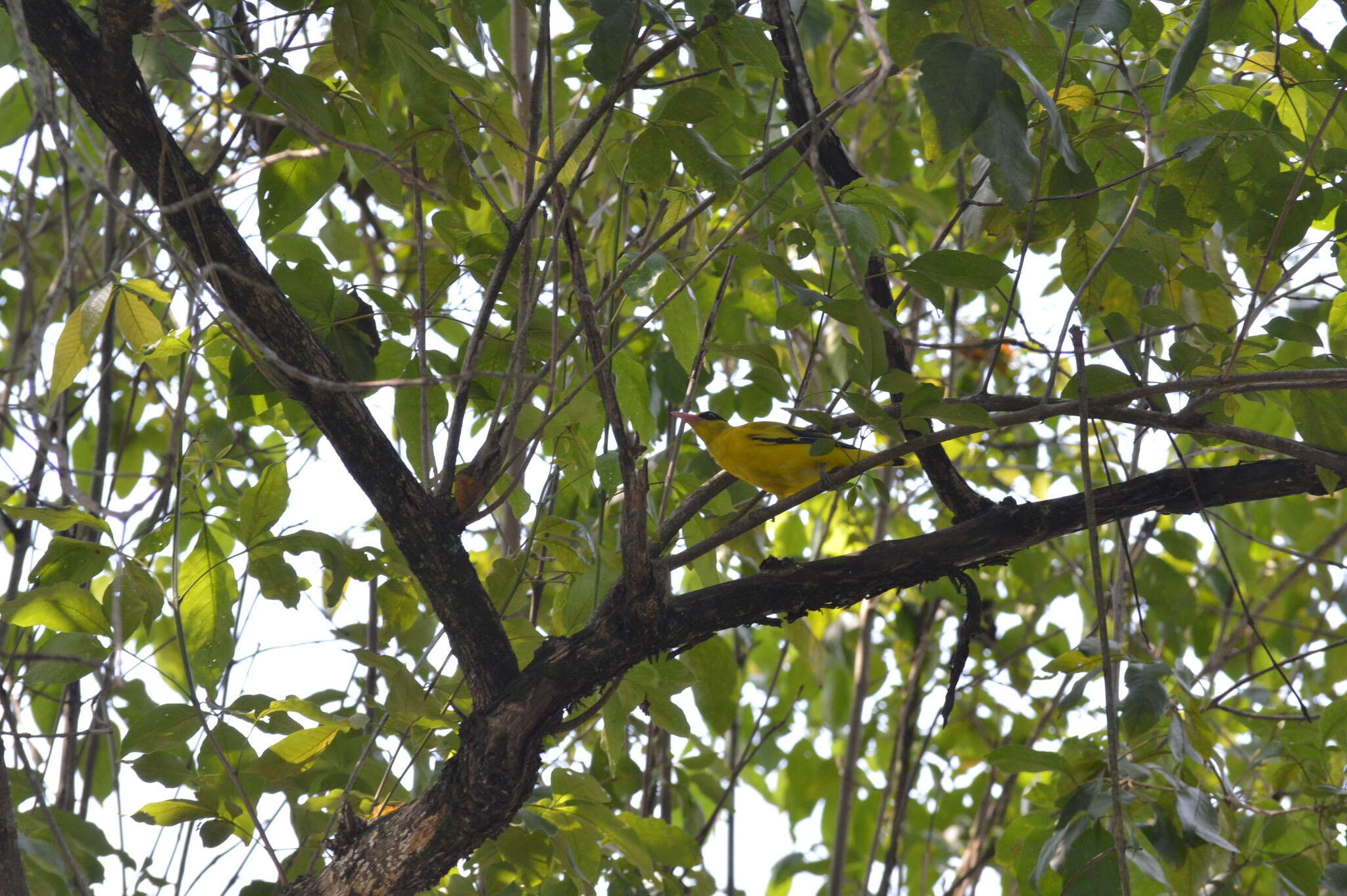 Image of Black-naped Oriole