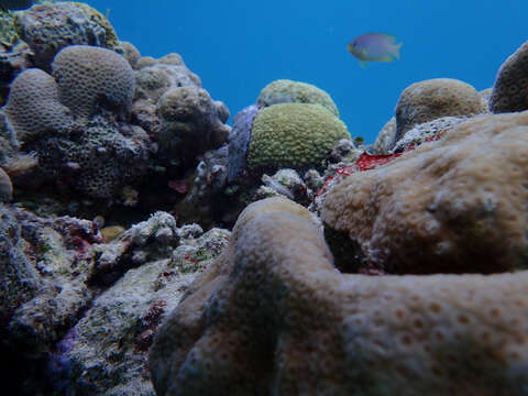 Image of Yaeyama coralblenny