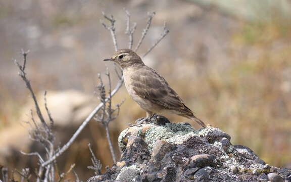 صورة Geositta rufipennis (Burmeister 1860)