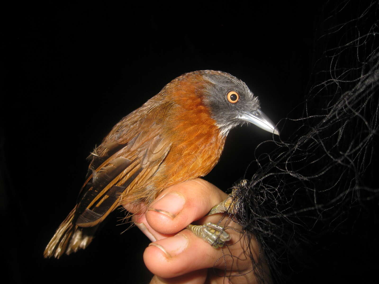 Image of Grey-headed Babbler