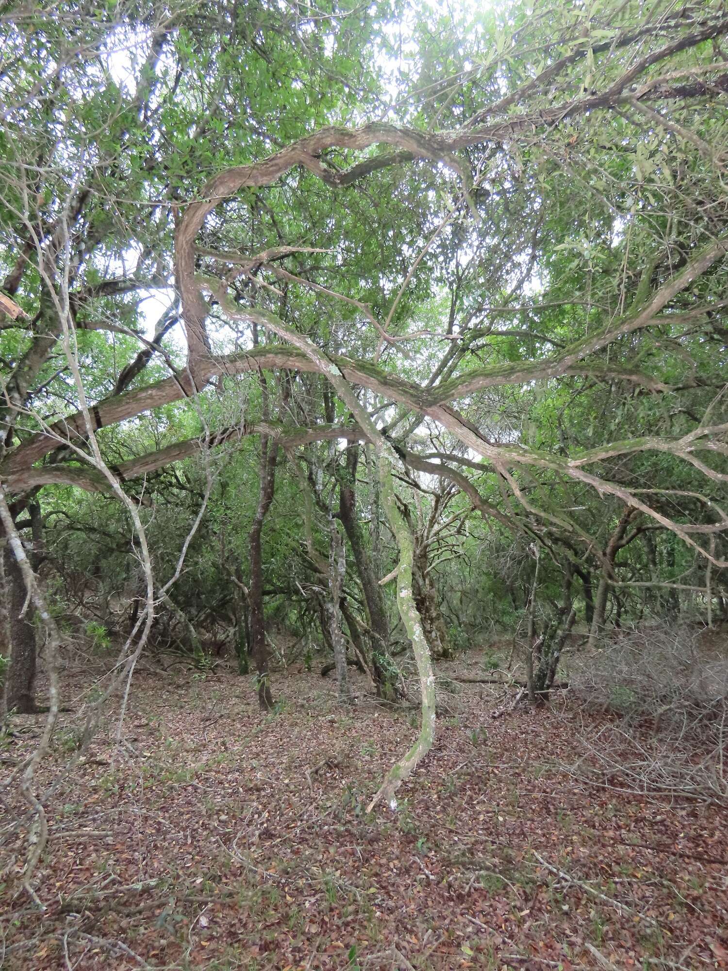 Image of Brachylaena huillensis O. Hoffm.