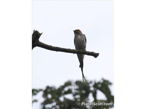 Cecropis abyssinica (Guérin-Méneville 1843) resmi