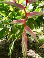 Image of Heliconia chartacea Lane ex Barreiros