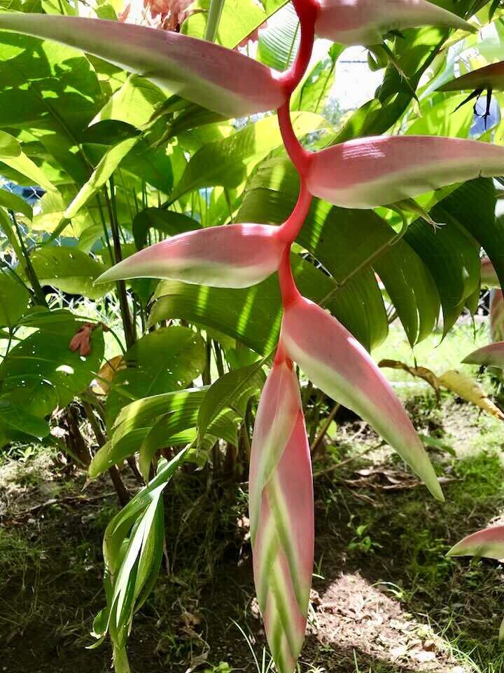 Image of Heliconia chartacea Lane ex Barreiros