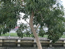 Image of Caribbean trumpet tree