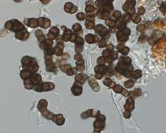 Image de Trimmatostroma salicis Corda 1837