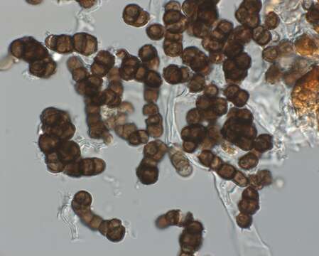 Image of Trimmatostroma salicis Corda 1837