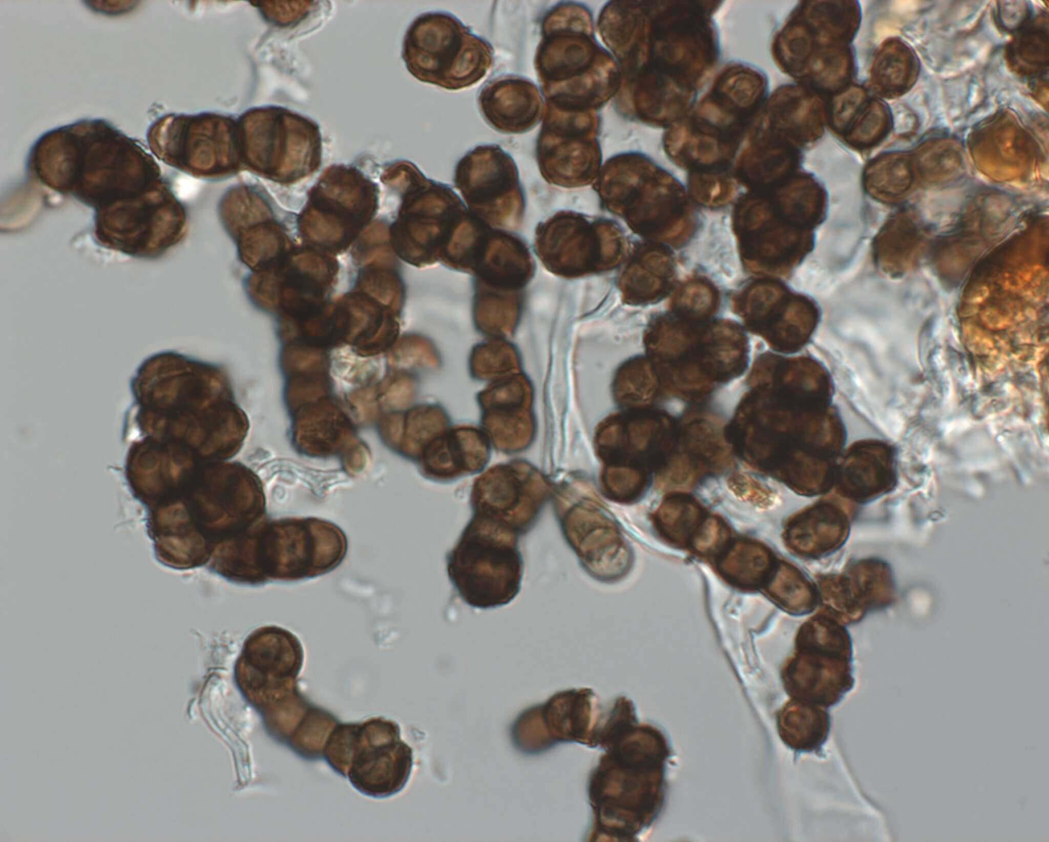 Plancia ëd Trimmatostroma salicis Corda 1837